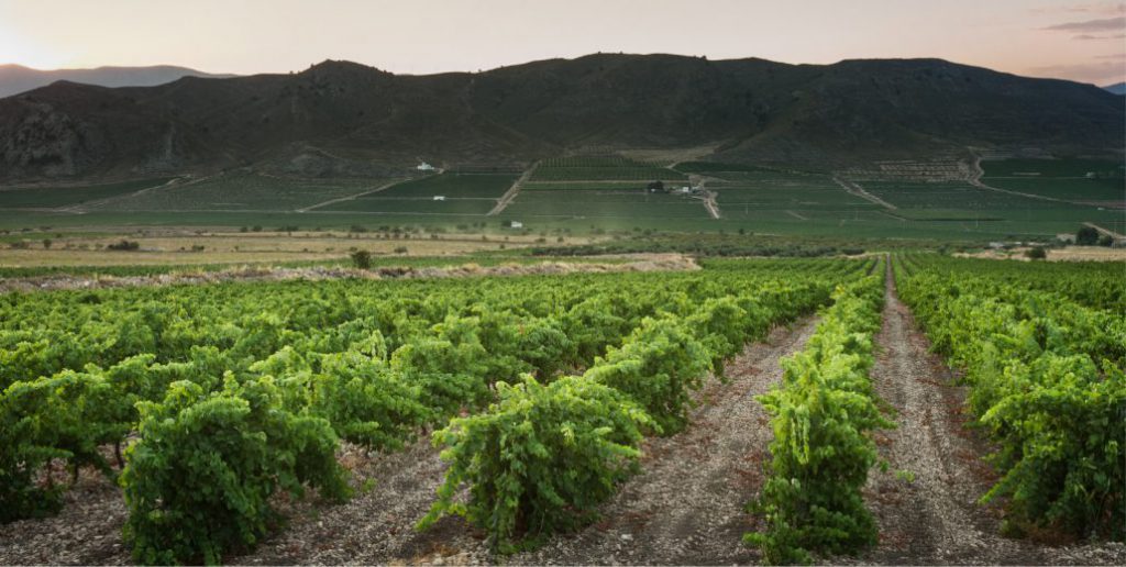 Bodegas Carchelo